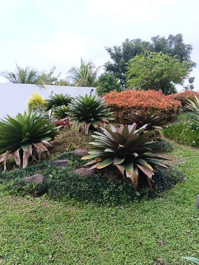 This image captures a landscaped garden scene within thành phố Biên Hòa, Vietnam, under an overcast sky. The foreground is dominated by neatly trimmed green grass, transitioning into a sloped area featuring dark green groundcover interspersed with several dark, rounded rocks. The midground showcases a variety of ornamental plants. Prominently featured are multiple large, rosette-forming plants, likely bromeliads or agaves, displaying a spectrum of green to deep green-purple foliage, with some basal leaves exhibiting browning and drying. Behind these, a dense, mounded shrub with distinctive reddish-orange foliage is present. The background reveals a tall, light-colored solid wall or fence on the left, partially obscured by a spiky, light green conifer and palm fronds. Beyond the wall and to the right, a collection of mature trees with dense green canopies is visible under a light grey sky. No individuals or specific actions are depicted.