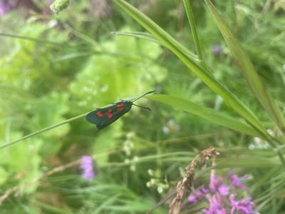 A close-up, eye-level, outdoor, daytime photograph depicts a dark-colored insect with six red spots on its wings, identified as a Six-spot Burnet moth, resting on a thin green blade of grass. The moth is positioned in the upper left quadrant of the frame, with its body angled slightly towards the right. Its antennae are visible, extending forward. The background is a blur of green foliage, with hints of purple flowers in the lower portion of the image, suggesting a natural environment such as a meadow or garden. The depth of field is shallow, focusing attention on the moth and the blade of grass it is perched on. The photograph was taken in Protasy, Russia.