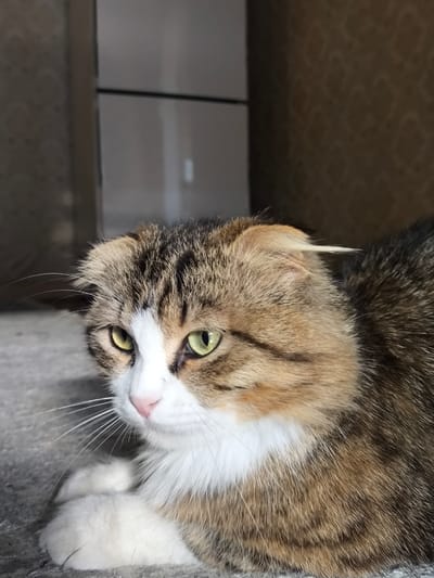 This is a close-up, eye-level media file of a domestic cat. The cat has tabby markings with brown, black, and white fur. Its eyes are a striking green. The cat's ears are folded, a characteristic of the Scottish Fold breed. It is lying down on a textured, grey surface that appears to be concrete or a similar material. In the background, there is a blurred view of what looks like a modern appliance, possibly a refrigerator or wardrobe, with reflective surfaces. The wall behind the appliance has a textured pattern, likely wallpaper. The lighting suggests it is daytime, possibly indoors, with natural light illuminating the cat from the side. The cat's expression is somewhat alert or curious, with its gaze directed off to the left of the frame. No text is visible in the media file. The location context provided is Tolstoy-Yurt, Russia, which might imply an indoor setting within a home in that region.