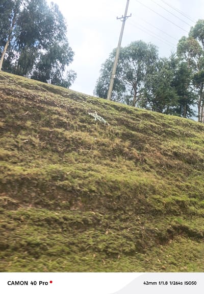 The image depicts a steep, upward-sloping grassy embankment situated in the Naivasha East ward, Kenya. The foreground and midground are dominated by the embankment, covered in a mix of green and brown grasses and sparse vegetation, with visible patches of soil. Some light-colored debris, possibly plastic, is visible on the slope towards the mid-left. Above the embankment, several tall trees with green foliage, appearing to be a mix of eucalyptus and conifer-like species, extend into the upper portion of the frame. A utility pole, likely concrete, stands vertically in the upper right-mid section, supporting multiple horizontal wires that traverse the sky. The sky above is bright and overcast. There are no people, direct actions, or interactions depicted. The foreground exhibits motion blur, suggesting the photograph was taken from a moving vantage point.