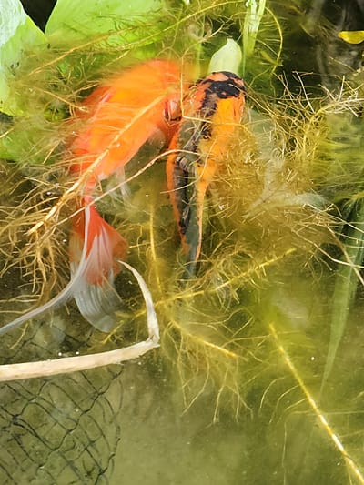 The image shows two koi fish in murky, green water filled with aquatic plants and their roots. One fish is predominantly orange with white fins, while the other is orange and black. They appear to be swimming amongst the dense vegetation. There is a piece of netting visible in the lower left portion of the image, and a light-colored object, possibly a piece of wood or plant stem, extends horizontally across the lower middle section of the frame. The lighting suggests it is daytime. No specific location in Idar-Oberstein, Germany, can be determined from the image.