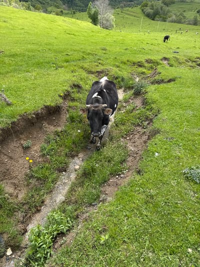 The image shows a black and white cow lying in a shallow, muddy ditch in a grassy field. The field is green and hilly, with other cows visible in the distance. The location is Нижняя Мара, Russia. A small stream of water flows through the ditch near the cow.