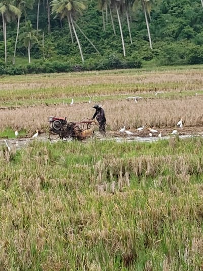 The image displays an agricultural operation in Cotentung, Indonesia. A single human figure, clad in dark clothing and a wide-brimmed hat, operates a red and dark-colored walk-behind tractor (power tiller) within a partially tilled paddy field. The tractor is actively churning mud and water in the immediate work area. The surrounding field consists of varying sections, showing both dry, golden-brown stubble and patches of green, grass-like vegetation. Distributed across the wet and dry portions of the field are approximately 15-20 white birds, consistent with egrets or herons, with some exhibiting light brown head coloration. These birds are concentrated near the tractor and the disturbed ground, suggesting feeding activity. The background features a prominent row of tall, slender palm trees, beyond which lies a dense expanse of green forest or hilly terrain.