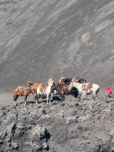 A line of horses is walking along a path next to a lava rock formation. The horses are saddled, and some have riders. One figure in a red jacket stands near the lava rock. The path and lava rock are both dark in color. The path and horses take up less than half of the image, while the rest of the image is the path's surface.