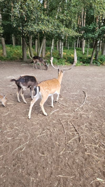 A herd of fallow deer are grazing in a clearing within a forest. The ground is a mix of dirt, dry grass, and twigs. In the foreground, a spotted fallow deer with large antlers is facing away from the viewer, while another darker fallow deer is positioned to its left. In the background, two more fallow deer are grazing amongst the trees. The forest appears to be a mix of deciduous and coniferous trees. The lighting suggests it is daytime, possibly late afternoon. The scene is likely located in Nienburg/Weser, Germany, known for its natural parks and wildlife.
