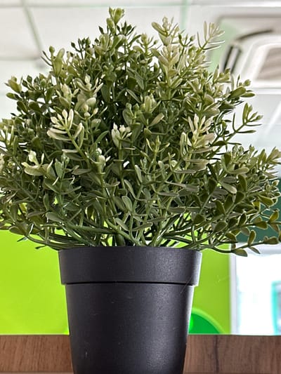 This is a close-up, eye-level, indoor shot of a small, artificial green plant in a black plastic pot. The plant has numerous small, oval-shaped leaves and appears to be a type of succulent or herb. The pot is cylindrical with a slightly flared rim. The background is a bright, solid lime green wall, with a blurred white ceiling and some ceiling fixtures visible at the top. A wooden surface is visible at the bottom of the frame. There is a faint spiderweb visible on the left side of the pot. The image is sharp and well-lit, with a shallow depth of field that blurs the background. There are no people, actions, or interactions depicted. This image does not provide any information that would indicate its location in the city of Mikhailovka, Russia.