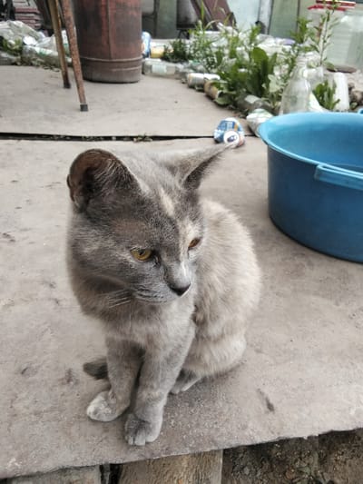 A fluffy gray cat with yellow eyes sits on a concrete surface. The cat is facing to the right and appears to be looking down. Its fur is light gray with some lighter patches. The cat's paws are visible and appear white. In the background, there is a blue plastic basin, scattered debris including cans and bottles, and some greenery. To the left of the cat, there are two wooden poles and a rusty metal barrel. The scene appears to be outdoors in what might be a yard or alleyway. The lighting suggests it could be daytime. The overall impression is of a somewhat unkempt outdoor environment. There is no visible text in the image.
