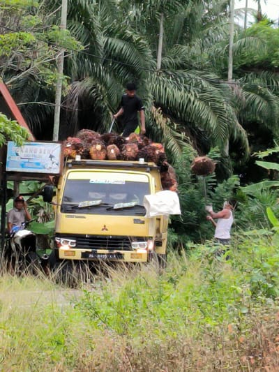In the city of Teupinreusep, Indonesia, a yellow truck is parked next to a sign that reads "YOKANG SENI CICI PALSU". The truck is loaded with palm fruits, and a young man in a black shirt stands on top of the load, holding a long pole. Another man, wearing a white tank top and camouflage pants, is on the ground to the right of the truck, holding a similar pole with a round object at the end. A third man, wearing a light brown shirt and a red cap, is sitting on a white motorcycle to the left of the truck, near the sign. The environment appears to be rural, with palm trees and lush green vegetation surrounding the scene. The truck's license plate is visible and reads "AL RI5T LI".