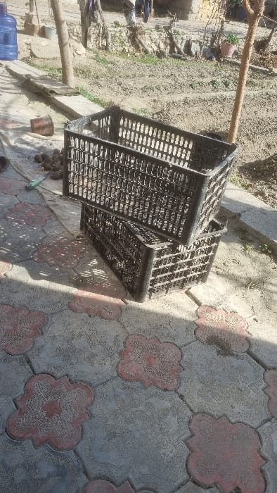 This image depicts an outdoor scene in Yangi-Khayat, Uzbekistan. In the foreground, a paved surface features interlocking light gray and reddish-brown pavers arranged in a repeating stylized pattern, casting distinct shadows from an overhead light source. Centrally positioned on this surface are two dark, rectangular plastic crates, stacked vertically. The top crate is empty and partially soiled. To the left of the crates, on a light-colored ground cover, are numerous dark, irregularly shaped objects, consistent with potatoes or root vegetables, alongside a small green object and a brown metal container. The midground and background consist of an unpaved, earthy area with dry soil and sparse vegetation. Several slender tree trunks or wooden posts are visible throughout this section. In the far left background, a large, blue plastic water bottle stands upright. Faint, blurred structures, potentially buildings or fences, and hanging items are discernible in the distant background. No individuals are present in the scene.