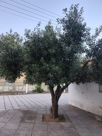 The image shows an olive tree with a thick, gnarled trunk, situated on a paved area composed of large, square gray tiles. The tree has a full canopy of dark green leaves and is positioned in the foreground. In the background, there is a white building with a textured wall, a green metal fence with circular patterns, and some smaller trees. The sky above is a clear, pale blue, with several thin black utility lines running horizontally across it. The scene appears to be an outdoor urban or suburban setting, possibly a courtyard or walkway. The location is identified as Nea Raidestos, Greece.