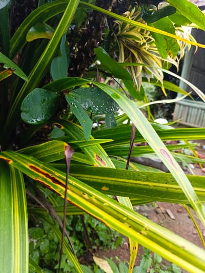 An outdoor close-up shot captured in Inawi, Papua New Guinea, displays dense tropical vegetation. The foreground and midground are primarily composed of numerous long, strap-like leaves featuring prominent green and yellow longitudinal stripes. Several of these variegated leaves exhibit irregular brown and reddish-brown necrotic areas. In the upper-center, broader, dark green leaves with a rounded to slightly cordate morphology are visible, coated with numerous clear water droplets. Partially obscured behind these leaves is a dark, textured, spiky stem or trunk. Further variegated foliage with narrower yellow and light green stripes occupies the upper-right background. The background is softly out of focus, showing a light-colored structure, possibly a building, and additional indistinct green vegetation. The bottom portion of the frame reveals reddish-brown soil interspersed with small green ground cover plants. No individuals, animals, or specific actions are depicted. The overall environment appears humid, consistent with recent precipitation.