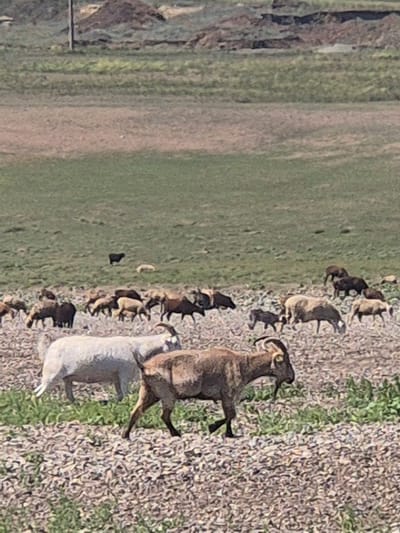 The image depicts a herd of sheep and goats grazing in a dry, grassy field, likely in the vicinity of Новоишим ауылдық округі, Kazakhstan. The foreground features a rocky, sparsely vegetated area. In the middle ground, a white sheep stands prominently, while a brown goat with prominent horns walks to the right. The background shows a larger group of sheep spread across a green and brown expanse of land, with a dark, distant mound or hill. A single black sheep is visible in the middle distance. The overall impression is one of a rural, pastoral landscape.