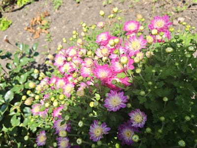 A cluster of pink and purple chrysanthemums are in full bloom in an outdoor setting, possibly a garden. The flowers have yellow centers and are surrounded by green leaves and unopened buds. The ground in the background is a mix of soil and dried leaves. The scene suggests a sunny day, with shadows indicating sunlight. The location is specified as Unarokovo, Russia.