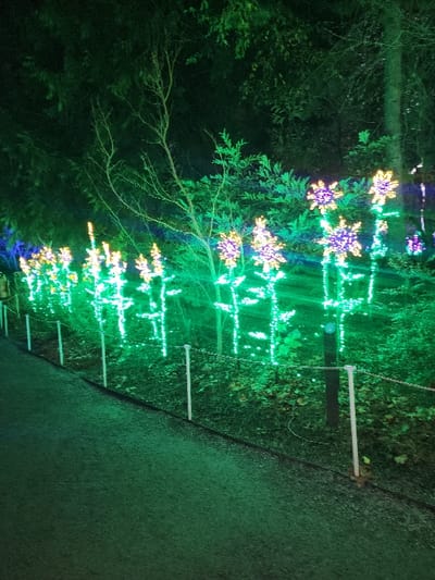 A nighttime shot shows trees lit with festive displays. The trees are adorned with multi-colored, snowflake-shaped lights. The lights emit a vibrant glow, illuminating the surrounding greenery and creating a magical effect. The ground is dimly lit and appears to be a path or walkway. The scene is dark, with the focus on the luminous displays of the Christmas light decorations.