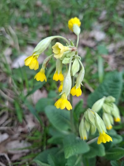 A close-up captures a cluster of yellow primrose flowers (likely *Primula veris*, also known as cowslips) in bloom. The flowers are primarily yellow with tubular shapes, some still enclosed in greenish-yellow calyces. The plants grow among green foliage and faded leaf litter, suggesting an outdoor environment. The exact location is Elets-Malanino, Russia. No people, actions, or interactions are directly observable.