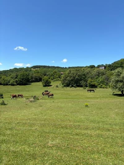 A pastoral scene unfolds in Studena, Bulgaria, under a bright blue sky dotted with sparse white clouds. A vast, green meadow dominates the foreground, stretching towards a treeline that forms a verdant backdrop. Several horses graze peacefully in the meadow. In the mid-ground, a group of horses, predominantly brown, are scattered across the grass. Some are grazing, while others stand idly. Further back, near the treeline, two more horses are visible, also grazing. The landscape is gently rolling, with a forest covering the hills in the distance. A few buildings are discernible nestled within the trees on the slopes. The overall impression is one of tranquility and natural beauty.