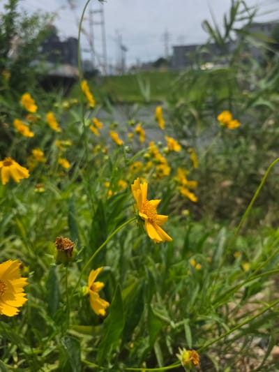 A close-up, eye-level shot captures a field of small, yellow wildflowers with green stems and leaves in Anseong-si, South Korea. The foreground is dominated by a single, in-focus yellow flower with visible petals and a textured center. Behind this, a cluster of more yellow flowers are blurred by the shallow depth of field, with some appearing as small yellow dots. The background shows a soft, out-of-focus landscape with green foliage, hints of a body of water, and structures suggestive of a semi-urban or rural setting with utility poles. The sky is overcast with a light gray hue.