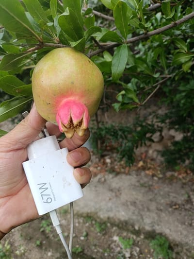 A person's hand holds a white Xiaomi 67W fast charger near an unripe pomegranate hanging from a tree. The pomegranate is light green with a pinkish-red blossom end. The charger has visible branding and is connected to a cable. The background consists of lush green foliage and a dirt path, suggesting an outdoor setting likely in Tash-Dobo, Kyrgyzstan. The lighting is natural, indicating it is daytime.