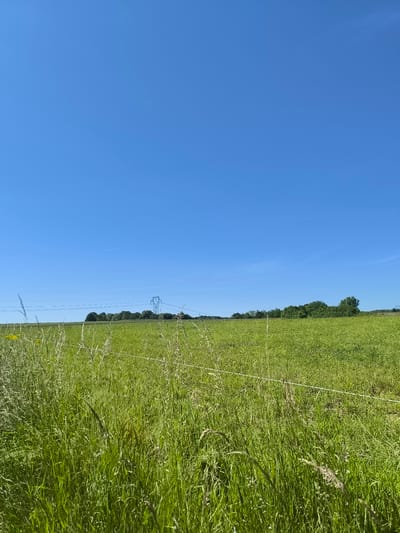 The image depicts a rural landscape in Chaponnay, France. The foreground features tall green grass, suggesting a field or meadow. A wire fence runs horizontally through the lower part of the frame. In the distance, a line of trees is visible along the horizon. Further back is an electrical transmission tower, with power lines stretching across the scene. The sky is clear and blue. No people are visible in the image.