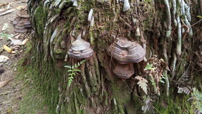 A close-up, eye-level shot captures the textured bark of a tree, its surface covered in green moss and thick, intertwined roots. Several shelf fungi, also known as bracket fungi, are attached to the bark. The largest of these fungi are on the right side of the frame, appearing as stacked, layered formations in shades of brown and gray. Two smaller fungi are visible on the left, one larger and one smaller, exhibiting similar layered patterns. A small, bright green fern frond sprouts from the bark near the center of the image, contrasting with drier, brown fern leaves scattered around. The ground to the left of the tree is covered with fallen leaves and a light brown, earthy substrate. The overall impression is one of a natural, damp environment, likely a forest floor or a wooded area. The image is undated and undated, but based on the provided location, it is situated in the city of Meunasahuket, Indonesia.