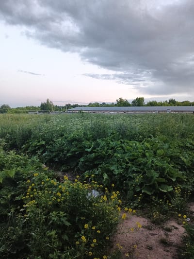 The image depicts a rural landscape with a large, long building in the background. The building appears to be a barn or agricultural structure with a gray roof and brick walls, situated behind a dense line of trees. In the foreground, there is an overgrown field filled with various types of vegetation, including large, leafy plants and clusters of small yellow flowers. The sky is cloudy, with shades of gray and white, suggesting either an overcast day or approaching weather. The overall scene is one of a natural, uncultivated area adjacent to an agricultural facility. The location is identified as Nepetsino, Russia. There are no people visible in the image.