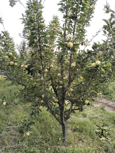 An outdoor medium shot captures a young apple tree laden with green apples. The tree is positioned in an orchard setting, with other similar trees visible in the background, suggesting it is located in the city of Aktam (Tashminvody), Uzbekistan. The ground is covered with green grass and some dry vegetation. The sky is overcast with a bright, hazy appearance. The focus is on the central apple tree and its fruit.