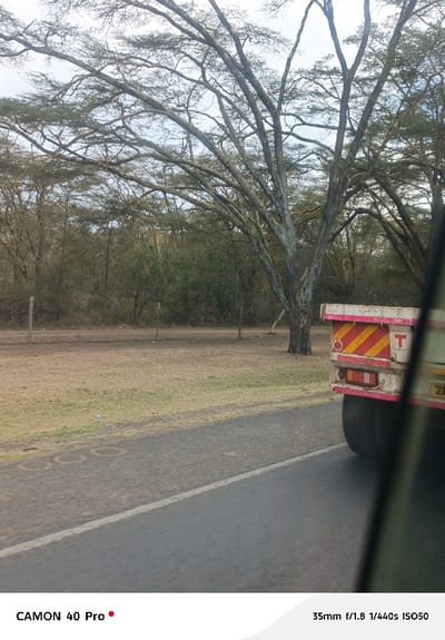 The image portrays an outdoor scene in Malewa West ward, Kenya. The foreground features a partial view of the right rear section of a white truck or trailer, displaying red and yellow diagonal hazard stripes, a red square with a white 'T', and dual rear tires. The vehicle's paint exhibits weathering. A dark, angled reflection, likely from a window, occupies the far right. A paved road, marked with a solid white line on its left edge, extends diagonally from the lower left. To the left of the road, a strip of dry grass and light brown soil is visible, with faint circular markings present on the asphalt. Beyond this strip, an unpaved area of reddish-brown earth contains three wooden fence posts. The midground is dominated by a large tree featuring numerous, mostly bare branches and mottled, light-colored bark. The background consists of a dense line of trees with sparse foliage, stretching across the horizon under an overcast, light grey sky. No individuals, discernible actions, or interactions are present within the frame.