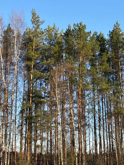 The image, originally presented in a portrait orientation with trees appearing horizontal, captures a dense forest canopy against a clear blue sky. When viewed with correct orientation (rotated 90 degrees counter-clockwise), tall, slender trees dominate the frame, stretching vertically upwards.

The predominant subjects are evergreen pine trees, characterized by their dark green needles concentrated towards their crowns and visible reddish-brown trunks. Interspersed among the pines, especially noticeable in the lower-left portion of the correctly oriented image, are deciduous trees with lighter, possibly white, bark and intricate networks of bare, delicate branches, strongly suggesting birch trees. The absence of leaves on these trees indicates a season of dormancy, such as late autumn, winter, or early spring.

The sky is a vibrant, cloudless blue, suggesting a bright and clear day. The sunlight illuminates the trees from above, creating a natural and tranquil scene. The perspective is taken from a low angle, looking up into the canopy of the forest, emphasizing the height and density of the trees. There is no visible activity, people, or text in the image. The setting is a natural forest environment, consistent with the given location context of Novoe Mart'yanovo, Russia.