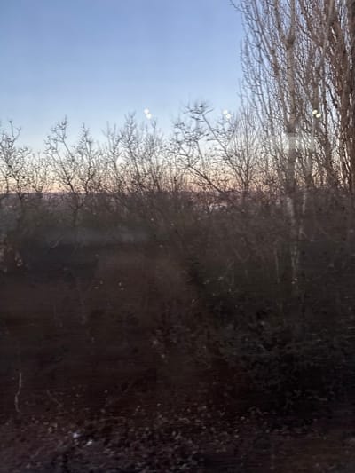 The image displays an outdoor, natural landscape scene in the city of Sireți, Moldova. The sky occupies the upper third, presenting a gradient from a light blue zenith to a faint orange-pink hue at the horizon, indicative of either dawn or dusk. The midground and foreground are heavily populated by dense, leafless deciduous trees and shrubs, appearing dark and bare, consistent with a dormant season like late autumn or winter. Several larger tree trunks with lighter bark, possibly birch, are visible on the right side of the frame. The ground beneath the vegetation is dark and largely undifferentiated. Multiple bright, circular lens flares are discernible in the upper portion of the image, positioned against the sky and through the tree branches. No human subjects, animals, artificial structures, or overt actions are present.