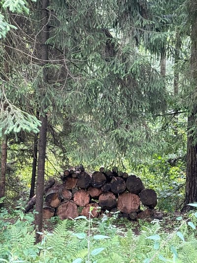 A pile of cut logs rests on the forest floor in Pavlovskaya Sloboda, Russia. The logs are of varying sizes and some show signs of weathering. They are stacked unevenly, with some lying horizontally and others at an angle. The forest is dense with evergreen trees, their branches creating a canopy overhead. Ferns and other undergrowth cover the ground around the logs. The light filtering through the trees suggests it is daytime. No people or animals are visible in the scene.