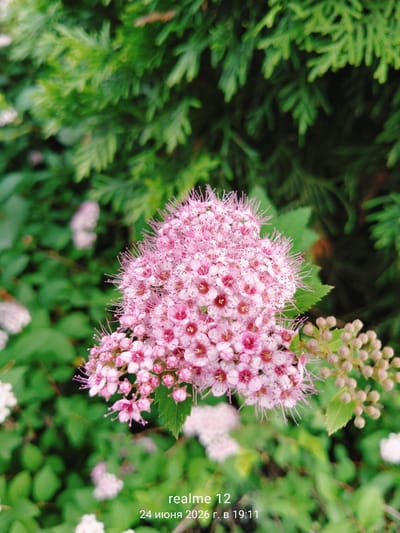 This is a close-up photograph of a cluster of small, pink flowers. The flowers are densely packed, with delicate petals and prominent stamens. They are set against a backdrop of lush green foliage, which is slightly blurred, creating a shallow depth of field and emphasizing the flowers. To the right, a smaller cluster of unopened flower buds is also visible, hinting at ongoing blooming. The overall scene suggests a garden or natural outdoor setting.

There is text overlayed at the bottom of the image. The text reads "realme 12" and below that "24 июня 2026 г. в 19:11". This indicates that the photo was taken on June 24, 2026, at 7:11 PM, and the device used was a "realme 12" phone. The date and time suggest it was taken in the evening, likely during warmer weather suitable for flowers to bloom. The location context provided is Oseyevo, Russia.