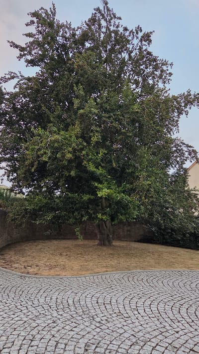 A large, mature tree with a dense canopy of dark green leaves dominates the center of the frame. The tree has a thick, gnarled trunk and branches that extend outwards. It is situated on a patch of dry, brown grass, which forms a circular area. Behind the tree and grass is a low, rough-hewn stone wall. To the right of the tree, a portion of a light-colored building is visible. In the foreground, a curved cobblestone pathway is laid out in a pattern of concentric arcs. The sky above is a pale, overcast blue. The image appears to be taken outdoors in Macé, France, likely in a park or courtyard setting, given the presence of the historic-looking wall and cobblestone path. There are no people visible in the image.