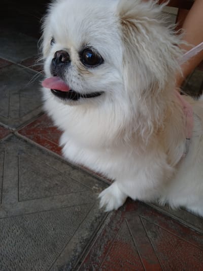 A close-up, high-angle shot shows the head and upper body of a white Pekingese dog with its tongue slightly sticking out. The dog's fur is long and fluffy, with visible strands and a slightly wavy texture around its ears and neck. Its eyes are dark and round, reflecting light. A thin, light pink collar is visible around the dog's neck. The dog is positioned on a tiled surface that appears to be outdoors. The tiles are a mix of grey and reddish-brown, arranged in a geometric pattern with visible grout lines. In the background, a portion of a person's leg, clad in pink, is visible on the right side of the frame. The overall lighting suggests daylight, possibly in the city of Aghstafa, Azerbaijan, although the specific location is not definitively indicated by visual cues within the image.