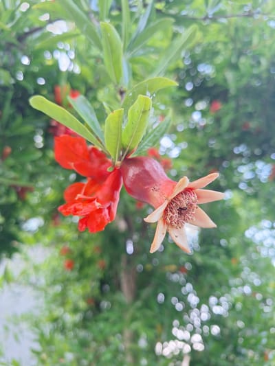 A close-up, slightly angled shot captures a pomegranate flower with a developing fruit. The flower, primarily red with hints of orange and pink, is attached to a stem with green leaves. The fruit, a deep reddish-pink, is visible to the right of the flower, with its calyx petals unfurled, revealing the seed-like structures within. The background is a soft blur of green foliage and white bokeh highlights, suggesting an outdoor setting, likely in the city of Nabran, Azerbaijan, given its lush vegetation and the presence of pomegranate trees. There are no people or animals visible in the image.