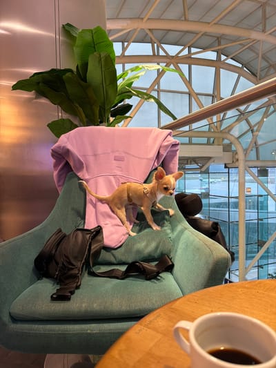 A small Chihuahua wearing a harness climbs onto a lilac-colored hoodie draped over the arm of a green upholstered chair. A black fanny pack with straps rests next to the hoodie on the chair. The chair is next to a silver-colored wall where a large green leafy plant sits. Behind the chair is a tall glass structure with metal beams. A coffee cup sits on a table in the foreground.