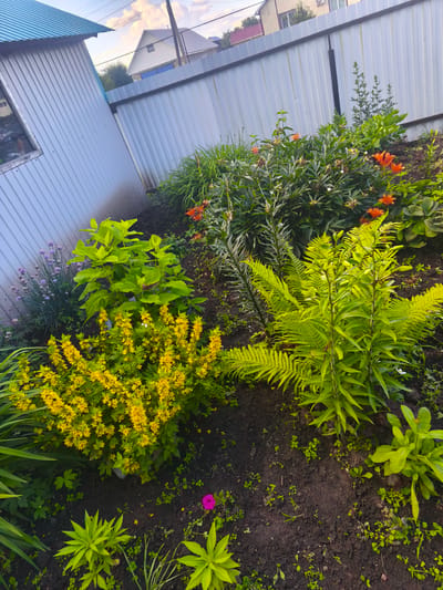 The image depicts a backyard garden scene in Burayevo, Russia, adjacent to a corrugated metal fence and a light-colored building. The garden features a variety of plants, including vibrant yellow flowers, lush green ferns, and several orange lily-like blossoms. In the foreground, several young plants with bright green leaves are visible, along with some smaller green ground cover. A single pink flower is present in the lower portion of the image. The ground is dark soil, suggesting it is recently tilled or naturally rich. The sky above is partly cloudy, with hints of a sunset. No people or animals are present in the scene.