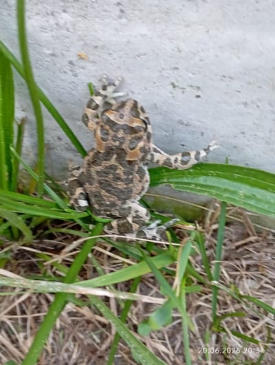 A top-down view shows two frogs, one on top of the other, on green grass next to a gray concrete wall. The frogs are camouflaged with brown and dark gray patterns. The grass is dry and patchy in some areas, with a large green leaf on the right side of the image. A timestamp in the bottom right corner reads "20.06.2026 20:31". The image appears to be taken outdoors in a natural setting.