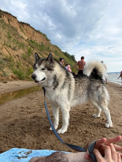 The image depicts an Alaskan Malamute dog standing on a sandy beach, with a cliff face and vegetation in the background. The sky is cloudy. Several people are visible in the distance near the water's edge. The dog is wearing a leash. A blue towel and a person's legs are in the foreground. This scene is located on the shore of the Volga River in the vicinity of the village of Yagodnoye, Samara Oblast, Russia.