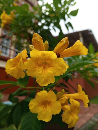 The scene, located in the city of Weintiapa, Liberia, presents a detailed view of a cluster of bright yellow, trumpet-shaped flowers on a plant. Each prominent flower displays five petals and exhibits fine orange-red venation within its central throat. Dark green foliage is visible among and behind the blossoms. A single red ladybug with discernible black spots is perched on an inward-curved petal of an upper yellow flower. The background is rendered out of focus, revealing further green leaves and architectural elements. A section of a reddish-brown building, including a multi-paned white-framed window, is partially visible on the left. On the right, a dark roofline is discernible against an overcast or bright sky. The environment is outdoor, under natural lighting conditions. No human subjects are present.