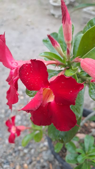 A close-up, slightly angled shot captures a vibrant red desert rose flower in bloom, adorned with numerous small water droplets. The flower's petals are soft and velvety, with delicate serrations along the edges. At the center of the bloom, a lighter yellow-orange hue is visible. Behind the main flower, another red desert rose is partially visible, out of focus, and in the background, several unopened desert rose buds are clustered together, some with a lighter pink hue. Lush green leaves surround the flowers and buds. The ground beneath appears to be a mix of gravel and soil, suggesting an outdoor setting. The lighting is soft and diffused, likely from an overcast sky, enhancing the saturation of the colors. This image was taken in Kruengjuli Barat, Indonesia, where desert roses are commonly cultivated for their beauty.