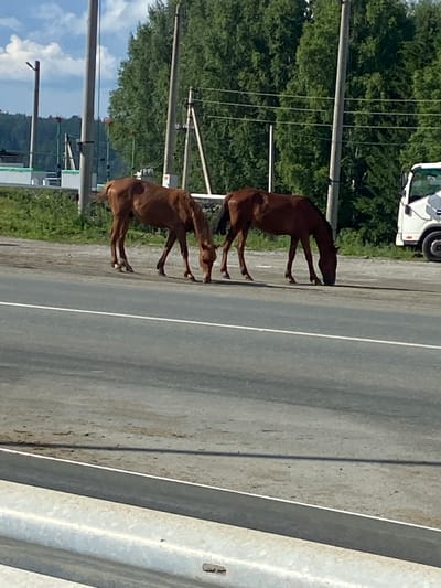 Two brown horses are grazing on the side of a paved road in Inzer, Russia. The horses are positioned on the grassy shoulder adjacent to the roadway, with their heads lowered towards the ground. A white truck is visible in the background, parked on the right side of the road. Several utility poles and lines are present along the roadside, interspersed with a dense line of green trees. The sky is partly cloudy, with blue patches and white clouds. The foreground shows a reflective guardrail. The scene appears to be a rural or semi-rural area.