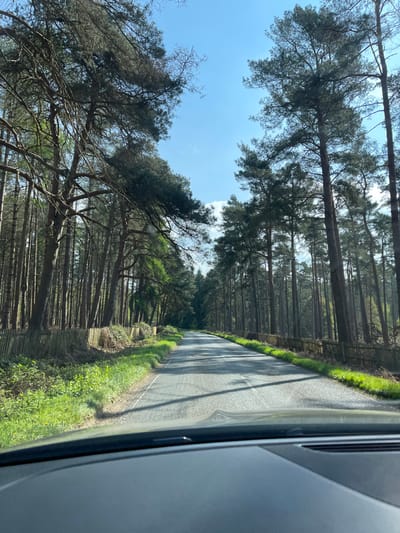 The image shows a view from inside a vehicle driving down a paved road through a forest. The road is straight and lined with tall pine trees on both sides, creating a tunnel-like effect. The road is shaded by the trees and a light breeze is blowing through the branches. There is a wooden fence on both sides of the road and grass growing on the sides. The sun is shining in the blue sky, casting long shadows of the trees on the road.  The coordinates provided (latitude: 51.985, longitude: -0.664) do not correspond to a location in Woburn, UK.  Woburn is in Bedfordshire, UK, and has coordinates approximately (latitude: 51.9802, longitude: -0.6474).  The image appears to show a wooded area in a rural setting, potentially near the town of Woburn.