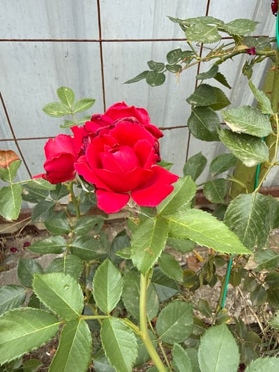 A cluster of red roses is in full bloom against a backdrop of a grey, corrugated metal fence. The roses are vibrant red, with some petals beginning to wilt at the edges. The leaves are a deep green, with some showing signs of browning or spotting. A thorny stem supports the blooms, and a thin green stake is visible, providing support to the plant. The ground beneath the roses appears to be dry earth and scattered debris. The image is taken from a slightly low angle, looking up at the roses. The location is identified as Krtsanisi, Georgia.