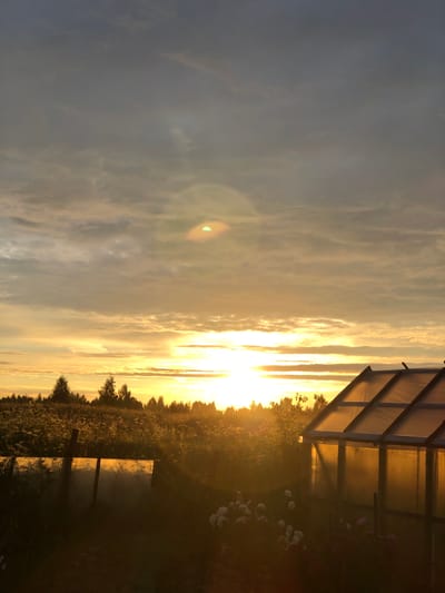 The media file depicts a scenic outdoor view at sunset. The primary subjects are the sky, a field of vegetation, and a structure resembling a greenhouse or shed. The sky is filled with dramatic clouds illuminated by the warm, golden light of the setting sun, creating a serene and tranquil atmosphere. Streaks of bright light break through the clouds, indicating the sun's position just above the horizon.

The foreground and midground are dominated by a field of tall grasses and wildflowers, bathed in the golden hour light. Some white flowers are visible in the lower right portion of the image, adding touches of color to the otherwise earthy tones. To the right, a wooden structure with a translucent roof stands partially in frame. It appears to be a greenhouse or a similar agricultural building, with its roof catching the sunlight. A wooden fence with posts is also visible in the lower right, partially obscured by the vegetation and shadows.

The time of day is clearly sunset, characterized by the low angle of the sun and the warm, diffused light. The weather appears to be clear, with the clouds adding visual interest rather than obscuring the sun. The setting suggests a rural or semi-rural location, possibly a garden or a field adjacent to a dwelling. The overall mood conveyed is one of peace and natural beauty, enhanced by the dramatic lighting. There is no visible text in the image. The rotation of the image suggests it might have been taken with a phone camera held vertically.