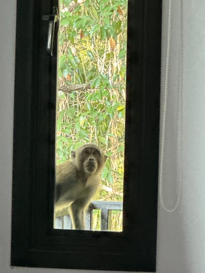 The scene, located in Phra Ae, Thailand, depicts an indoor perspective looking out through a vertically oriented, partially open window with a black frame and a dark handle on the left side. A single, light-brown furred monkey is positioned outside the window, appearing to stand on a dark-colored railing or balustrade. The monkey's upper body and head are visible, facing directly towards the viewer with an alert, slightly upward gaze and a partially open mouth. Behind the monkey and railing, a dense natural environment of green leafy trees and shrubs is visible under bright daylight. To the immediate left of the window frame is a plain white wall, and a partially visible white vertical blind with a pull cord hangs on the right side.