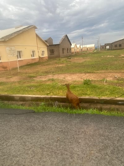 The image captures a street scene in Bulamare, Nigeria, with a focus on a brown goat standing near a drainage ditch. The goat is the primary subject, positioned on the right side of the frame, facing left and appearing to be drinking or interacting with the ditch.
The setting is outdoors, with a paved road occupying the rightmost portion of the image. To the left of the road is a grassy area with a concrete drainage channel running alongside it. The grass is somewhat overgrown and appears dry in some patches, suggesting a warm climate. In the background, several buildings are visible. These range from partially constructed structures with exposed brickwork to more finished buildings painted in yellow and cream colors. Some of these buildings have multiple windows, and the architectural style suggests residential or commercial development. The sky above is partly cloudy, with streaks of white clouds against a pale blue background, indicating daytime.
There are no people clearly visible in the image. The overall atmosphere is one of everyday life in a developing area, with the presence of livestock common in such settings. The light suggests it is likely late morning or early afternoon. No discernible text is visible in the image.