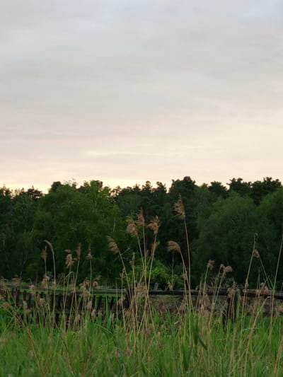 The image depicts a natural landscape scene with a focus on tall grasses and reeds in the foreground, a wooden fence in the midground, and a dense line of trees forming the background under a pale, overcast sky. The lighting suggests it is either dawn or dusk. The location is identified as Pankrushikha, Russia. There are no people, animals, or discernible structures other than the fence visible in the image. The environment appears to be rural or semi-wild.