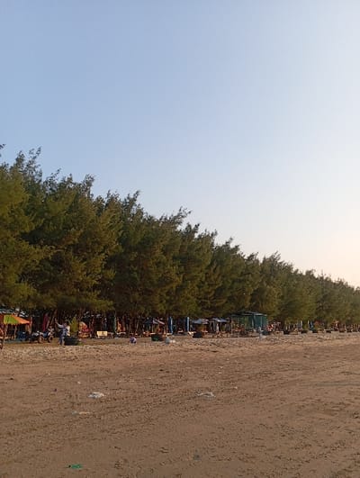 The image depicts a beach scene in Tritunggal, Indonesia, under a clear, light blue sky that occupies the upper half of the frame, transitioning to a lighter hue towards the right. A continuous line of dense, dark green coniferous trees forms the horizon line across the mid-ground. Beneath these trees, numerous colorful vendor stalls or shacks are set up, featuring tarpaulin roofs in shades of red, blue, green, and orange. Associated wooden benches, tables, and dark, circular objects resembling repurposed tires are arranged as seating in front of the stalls. On the light brown sandy ground in the mid-ground, near the left, at least two all-terrain vehicles (ATVs) are parked, one appearing light-colored and the other darker, with other motorcycles partially visible behind them. Several individuals are sparsely positioned along the tree line; one person in a light shirt stands near the ATVs, another in a light blue shirt is further right, and a small figure kneels on the sand in the mid-ground. The foreground consists of light brown sand exhibiting tire tracks, foot impressions, and scattered white and green debris.