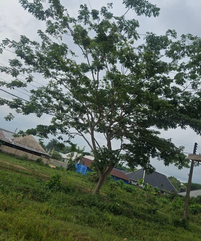 The image depicts an outdoor scene in Amukpe, Nigeria, under an overcast sky. A large, multi-trunked tree with dense green foliage dominates the center and upper-mid portions of the frame. Several black power lines extend horizontally across the upper area, passing through the tree's branches. The foreground features an uneven, grassy terrain covered with various green plants and small bushes, sloping downwards from left to right. In the background, multiple buildings are visible, characterized by sloped roofs made of corrugated metal; these roofs are colored light grey, reddish-brown, and dark grey. One building exhibits a notable blue tarp or covering on part of its exterior. A wooden utility pole is partially visible on the far right of the frame. No individuals, specific actions, or interactions are discernible. The image itself is slightly tilted to the right.
