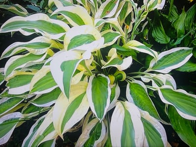 The image shows a close-up of variegated hosta leaves. The leaves have a creamy white margin and a green center, with some leaves exhibiting streaks of white within the green. The plants appear lush and healthy, with dew drops visible on some of the leaves, suggesting recent moisture or morning dew. The background is dark and out of focus, emphasizing the texture and variegation of the hosta leaves. The overall impression is one of natural beauty and the lushness of a garden setting. No people, text, or specific activity are depicted. The lighting suggests it is daytime, likely morning or after rain, given the dew. The context provided places the scene in Shakhovskaya, Russia.